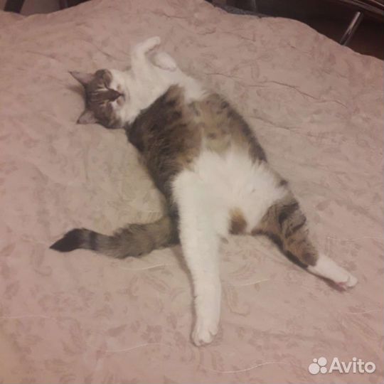 Кошка в дар