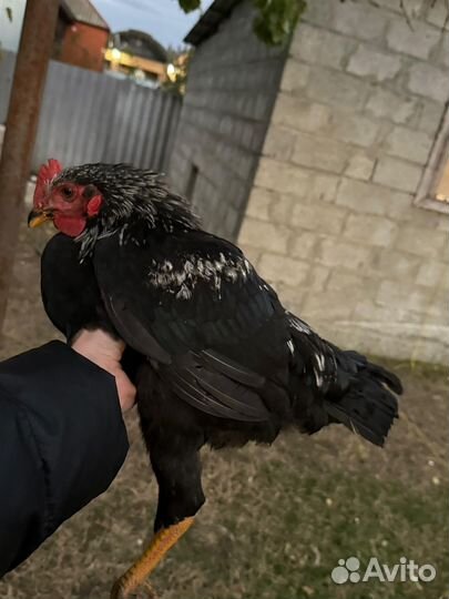 Куры петухи