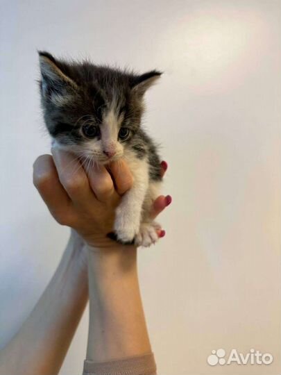 Кошка в дар бесплатно