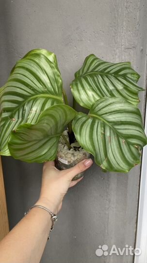 Калатея орбифолия