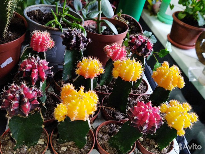 Гимнокалициум