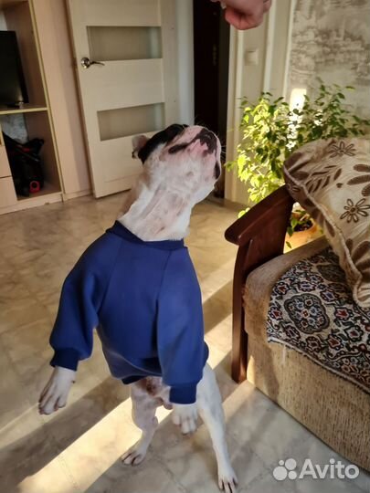 Худи для собак