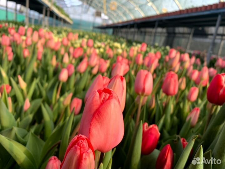 Тюльпаны оптом