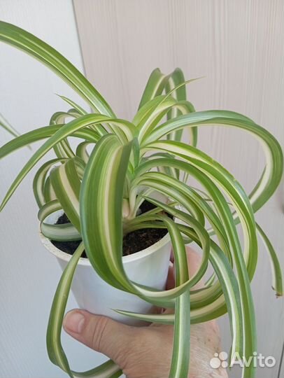 Диффенбахия