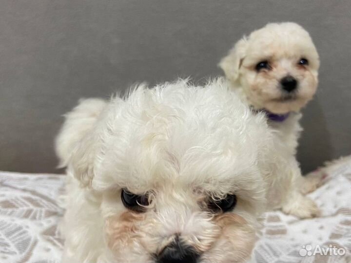 Щенки бишон фризе