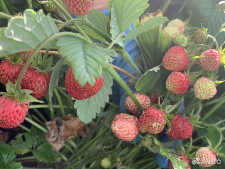 Земклуника Пенелопа, клубника Ананасная