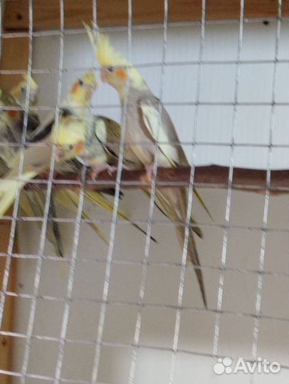 Попугай корелла