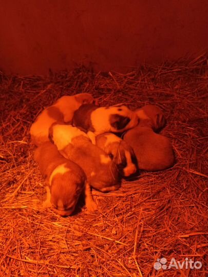 Алабай щенки