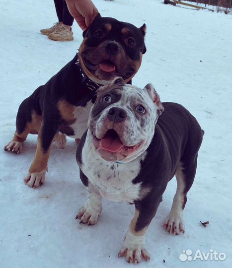 Американский булли вязка