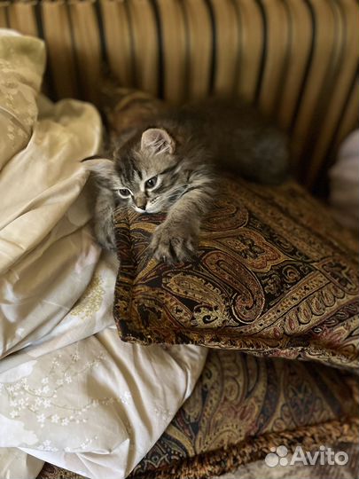 Котята в добрые руки даром