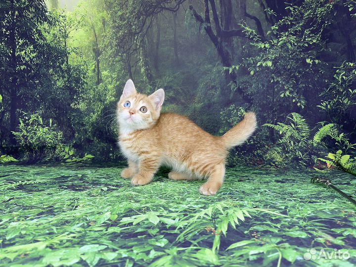 Красивый котик