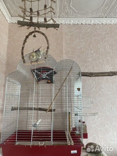 Клетка для попугаев корелла и атрибутика