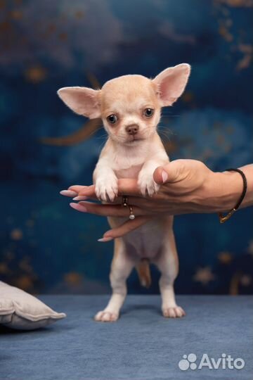 Элитные малыши чихуахуа