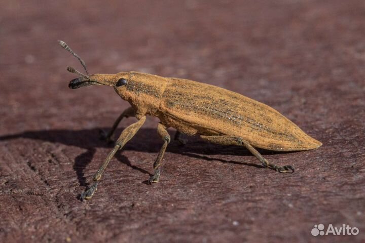 Макрокольца для nikon