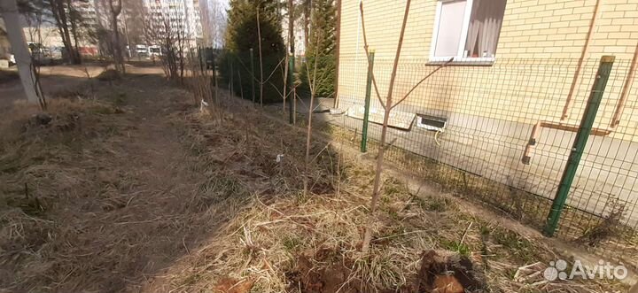 Каштаны саженцы