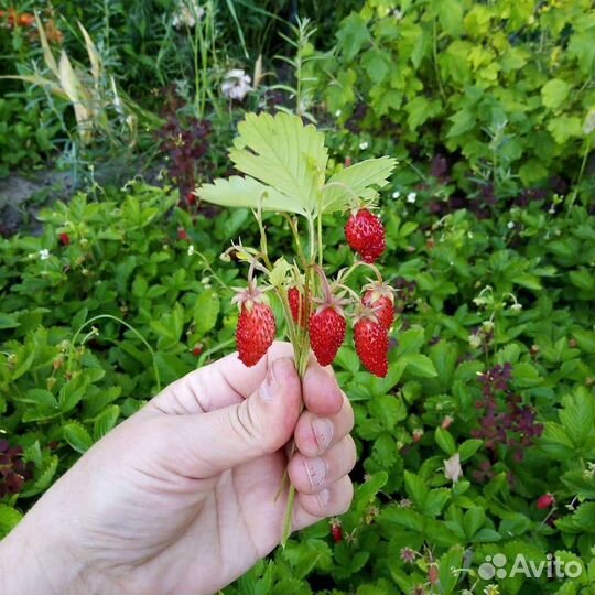 Рассада клубники