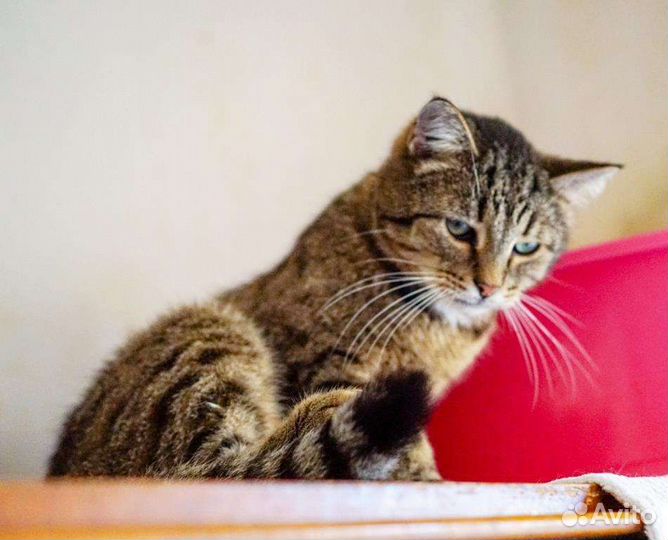 Мишка - добрый кот в добрые руки