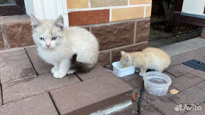 Отдам бесплатно