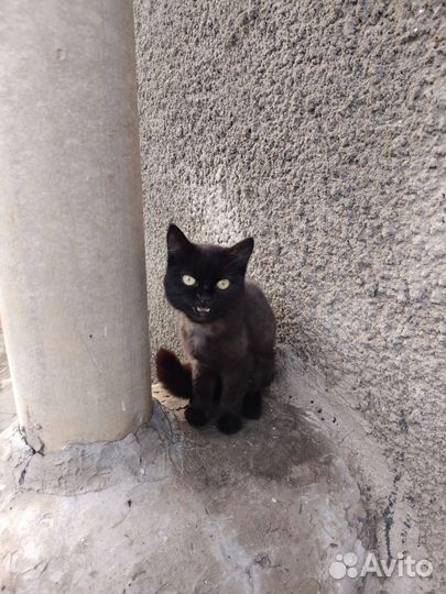 Кошки в добрые руки бесплатно