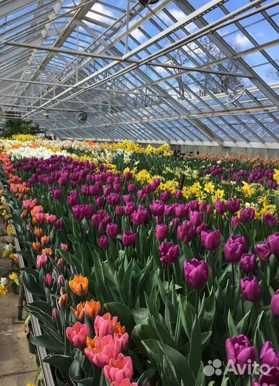 Тюльпаны срезка опт от производителя