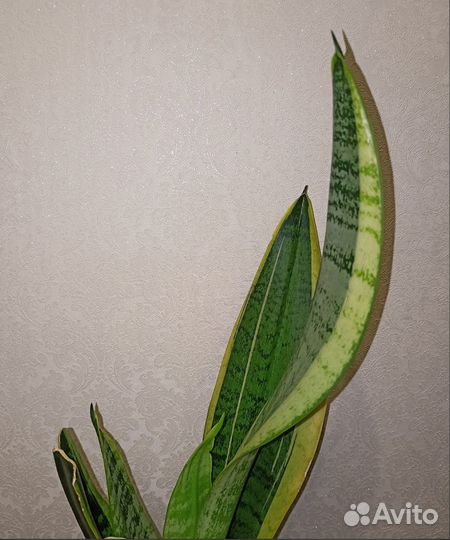 Сансевиерия Футура Суперба