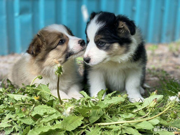 Бордер колли щенки