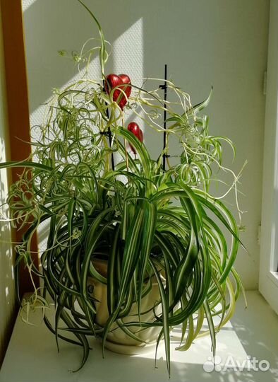 Хлорофитум кудрявый