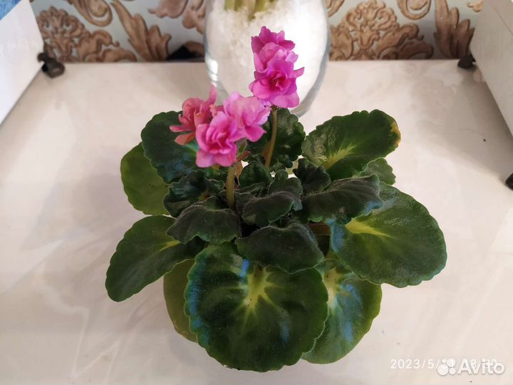 Сортовые фиалки