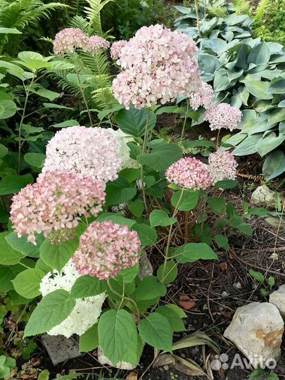 Растения для сада морозостойкие. Гортензии, хосты