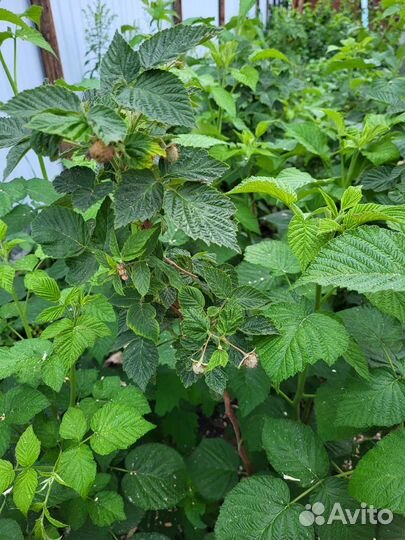 Саженцы малины, сорт 