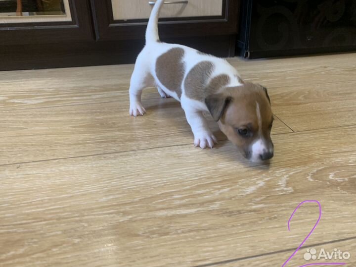 Собаки щенки джек рассел