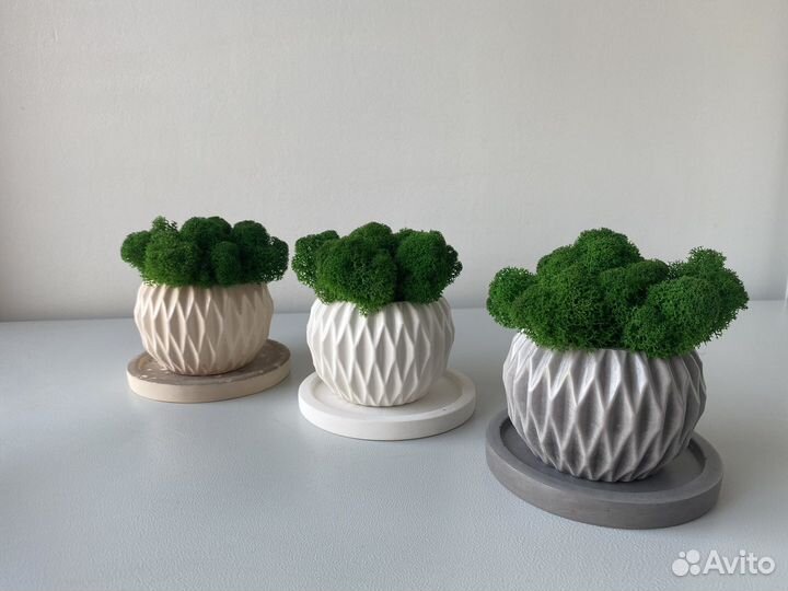 Кашпо со стабилизированным мхом