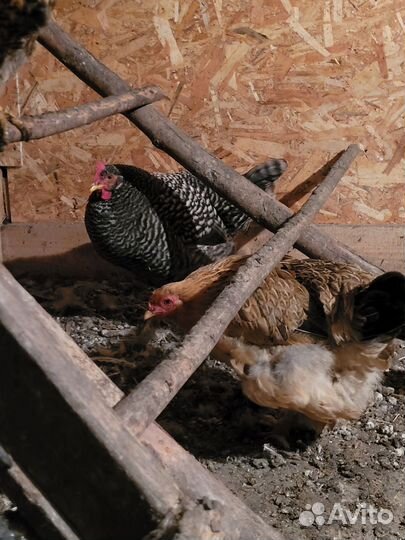 Куры домашние
