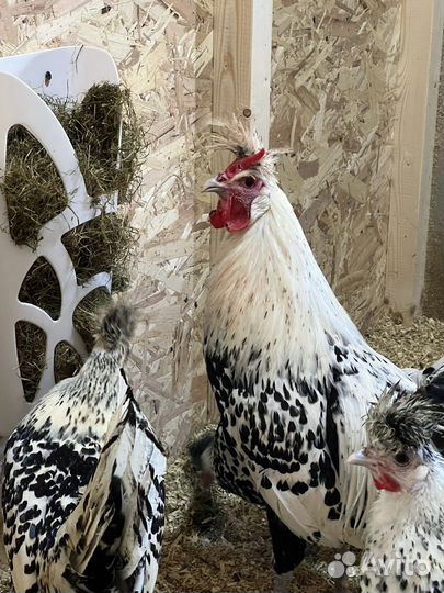 Аппенцеллер серебро ия