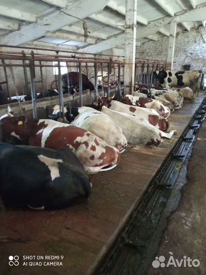 Коровы и нетели