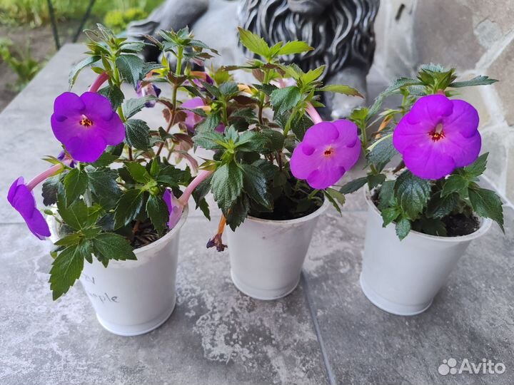 Ахименес crozy purple