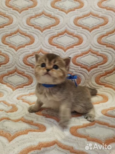 Шотландский кот для вязки