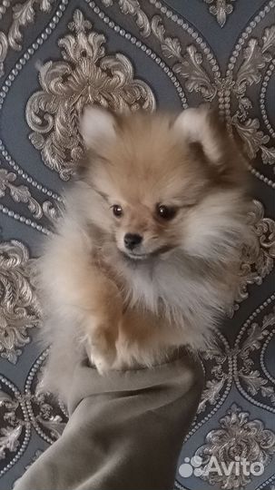 Померанский шпиц мини щенок
