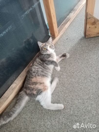 Кошечка в добрые руки