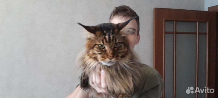 Кот Мэйн кун вязка