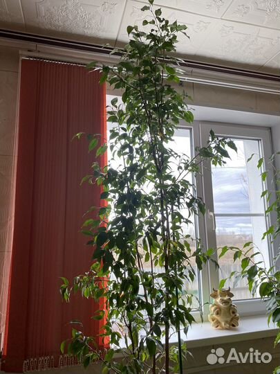 Фикус бенджамина большой
