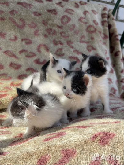 Котята долматинцы в добрые руки