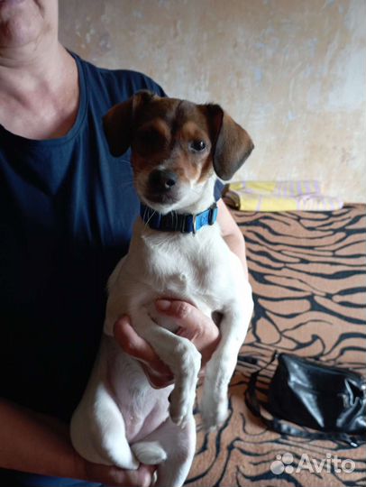 Отдам собаку в добрые руки