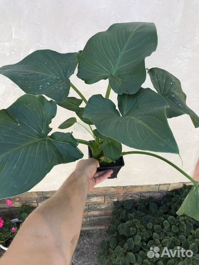 Цветы комнатные Калла