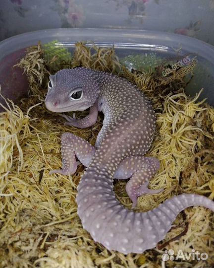 Герпетолог с выездом на дом