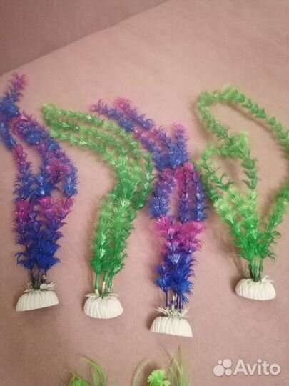 Растения для аквариума