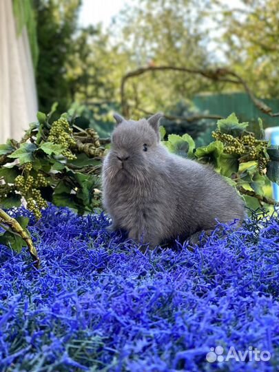 Мини Кролики