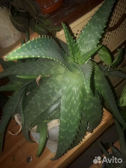 Алоэ вера лечебный