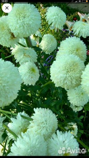 Ромашка махровая