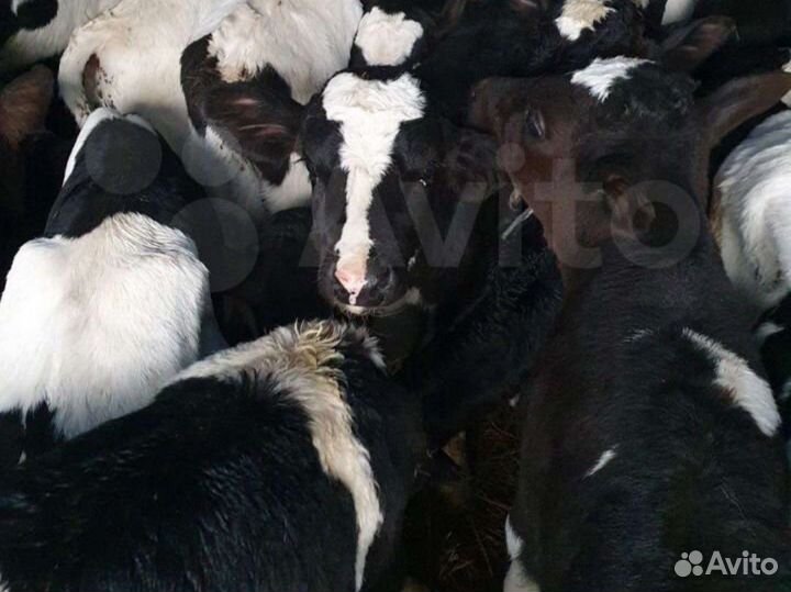 Бычки от 1 месяца